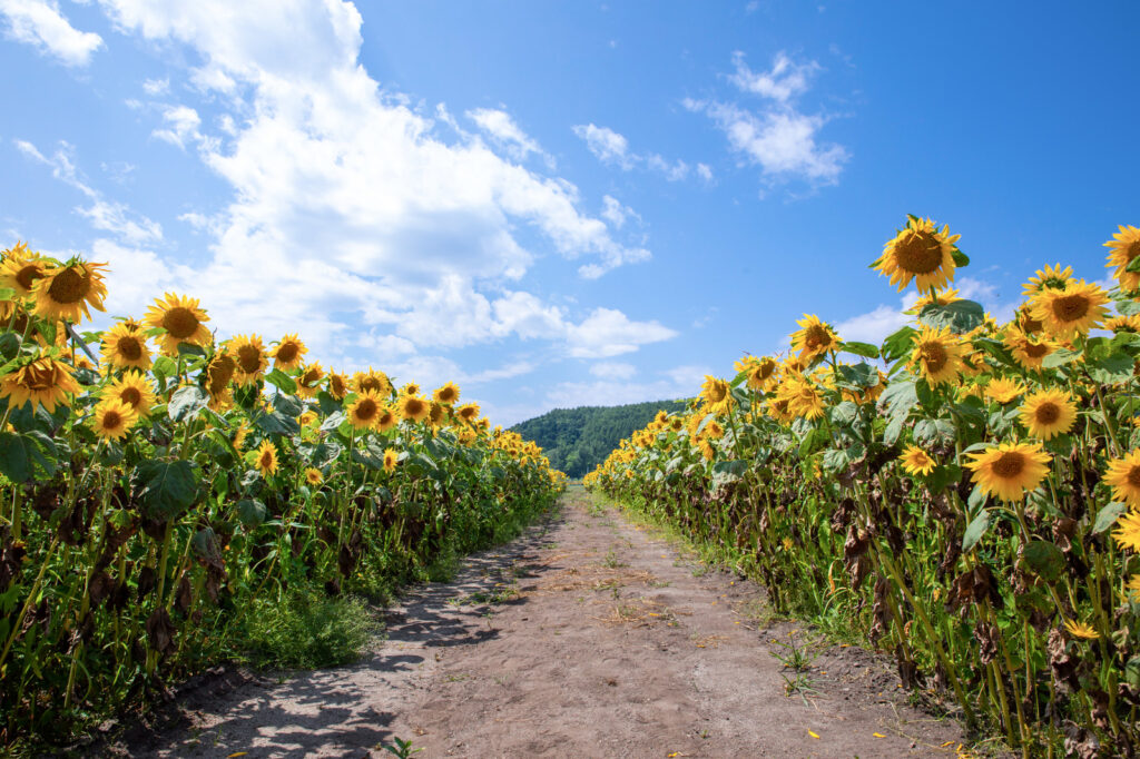 夏季休業について